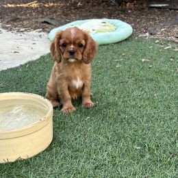 Pumpkin - Ruby female Cavalier King Charles Spaniel puppy in Temecula, California from McKenna Cavaliers in Southern California
