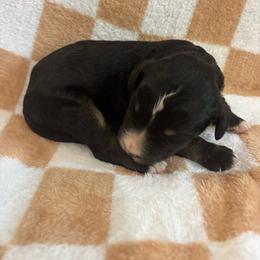 Ponderosa - Phantom male Bernedoodle puppy in Holden, Missouri from Mid-West Bernedoodles