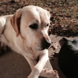 Labrador Retriever Puppies from Showtime Labradors