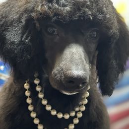 Poodle Puppies from Oak Acres