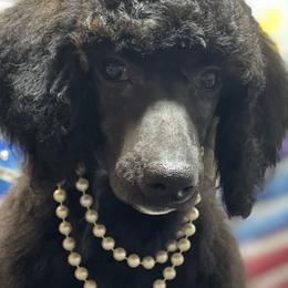 Poodle Puppies from Oak Acres