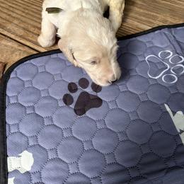 Goldendoodle Puppies from Mayberry Doodles and Poodles