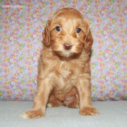 Rose - Caramel female Australian Labradoodle puppy in Hackettstown, New Jersey from Sunny Heart Doodles