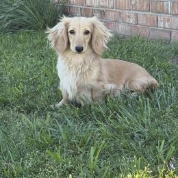 Reba - Dachshund