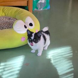 DEAN - Black and white male Chihuahua puppy in Reidsville, North Carolina from Kristims Chihuahuas