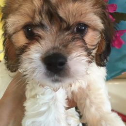 Cavapoo and Poodle Puppies from Happy Tails Poods and Doods