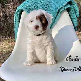 Australian Labradoodle Puppies from Doodles in Bloom