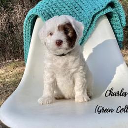 Australian Labradoodle Puppies from Doodles in Bloom