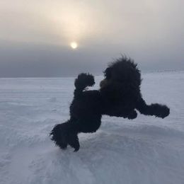 Poodles and Pumik from Nord Kennel