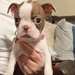 Girl 3 light pink - Seal and white female Boston Terrier puppy in Sunnyside, Washington from Castellanos Bostons