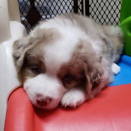 Miniature American Shepherd Puppies from DreamWeaver