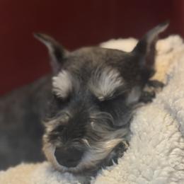 Raya - Miniature Schnauzer