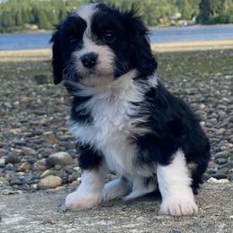 Ruffles - female Australian Mountain Doodle puppy in Port Orchard, Washington from Yukon Harbor Doodles