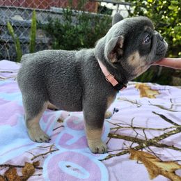 Tulsi - Tricolors female French Bulldog puppy in Fisher Island, Florida from Stack Pack Frenchies