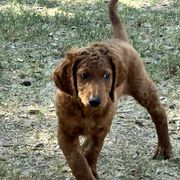 Irish Doodle Puppies from Rustic doodles of Sahuarita, AZ