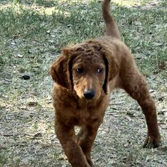 Irish Doodle Puppies from Rustic doodles of Sahuarita, AZ