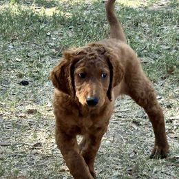 Irish Doodle Puppies from Rustic doodles of Sahuarita, AZ
