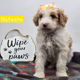 Natasha - Red female Bernedoodle puppy in Neillsville, Wisconsin from Granton Creek