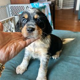 Boomer - Tri-Roan male English Springer Spaniel puppy in Sonora, California from Sonora Hills ESS
