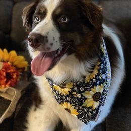 Australian Shepherds from Sunshine Aussies