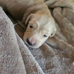 Preacher - Red male Dachshund puppy in Lebanon, Oregon from Willow Moons Dachshunds