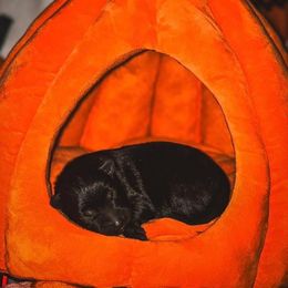 Ghost (Orange) - Black male German Shepherd puppy in Chattanooga, Tennessee from Lucianhaus