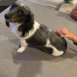 Stormy - Dachshund