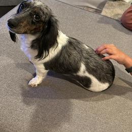 Stormy - Dachshund