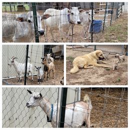 Anatolian Shepherd Dog Puppies from Sanjo Farm