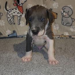 Diesel - Mantle male Great Dane puppy in Walker, Louisiana from La Rebel Danes