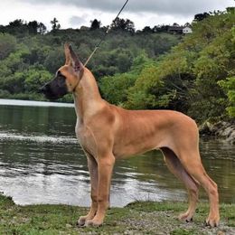 Great Dane All Grown Up from Legado Danes
