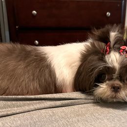 Daisy - Shih Tzu
