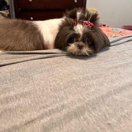 Daisy - Shih Tzu
