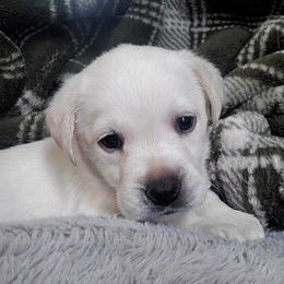 Blue Collar Male - Yellow male Labrador Retriever puppy in Reedsville, Pennsylvania from Leanna's Labradors