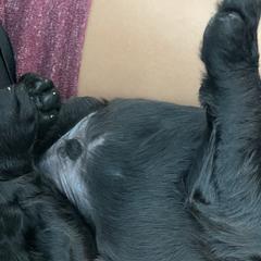 Gray - Double Doodle puppy in Gilbert, Arizona from Emmie’s Doodle Pups