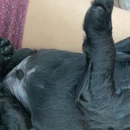 Gray - Double Doodle puppy in Gilbert, Arizona from Emmie’s Doodle Pups