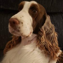 Paris - English Springer Spaniel