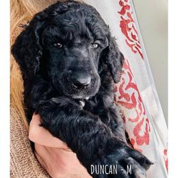 Duncan - Black male Poodle puppy in Greenwich, New York from MizzElle’s Standard Poodles
