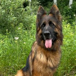 Festina - German Shepherd