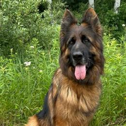 Festina - German Shepherd