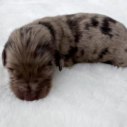 Zenith Rising - Dapple male Dachshund puppy in Sacramento, California from HEFFERNAN HOUNDS