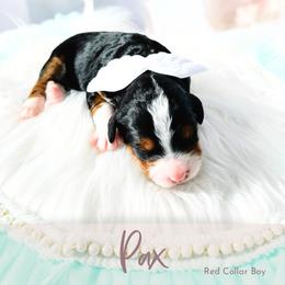 Pax - Tri-color male Bernedoodle puppy in Mahomet, Illinois from Jordan Family Doodles