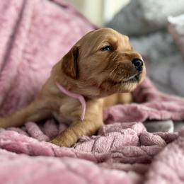 Golden Retriever Puppies from Haven of Hope Golden Retrievers