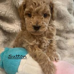 Sutton - Red  male Poodle puppy in Traverse City, Michigan from Riyem Wildflower Farms