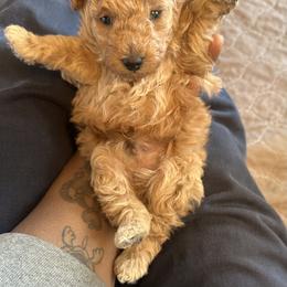 Ramen (AKC) - Apricot male Poodle puppy in Chattanooga, Tennessee from SoftPaw Kennels