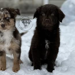 Australian Shepherd Puppies from E&C Australian Shepherds