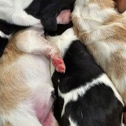 Girl 6 - Black brown and white female Basset Hound puppy in Greenleaf, Idaho from Happy Acre Bassets