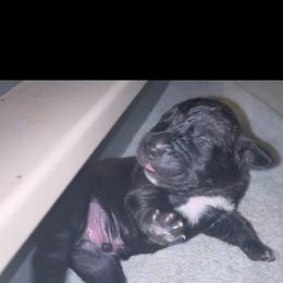 Boy 3 - Black brindle male Cane Corso puppy in Douglasville, Georgia from Palazzo Cane Corso