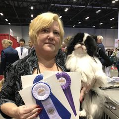 Hoku - Japanese Chin