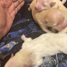 Girl 2 - Cream female Maltipoo puppy in Las Vegas, Nevada from Maltipoo_vegas